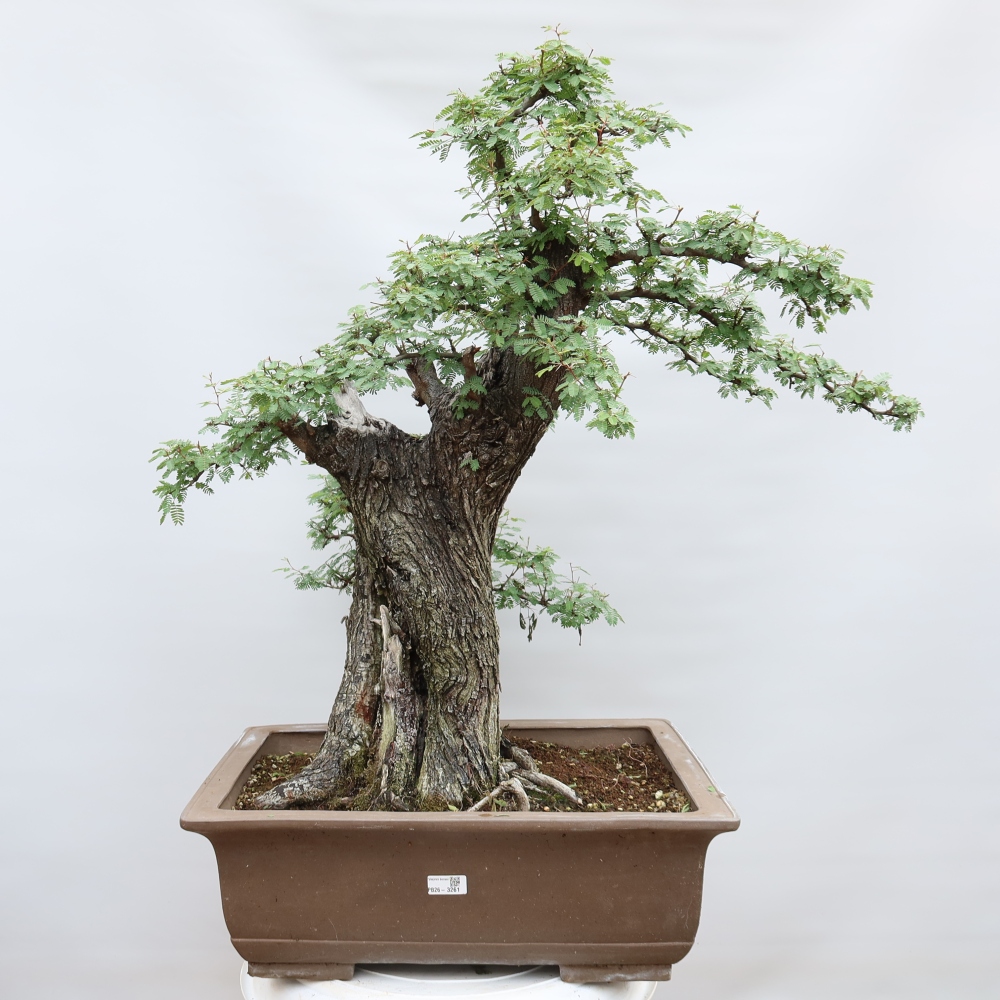 Camera bonsai - Acacias Arabica