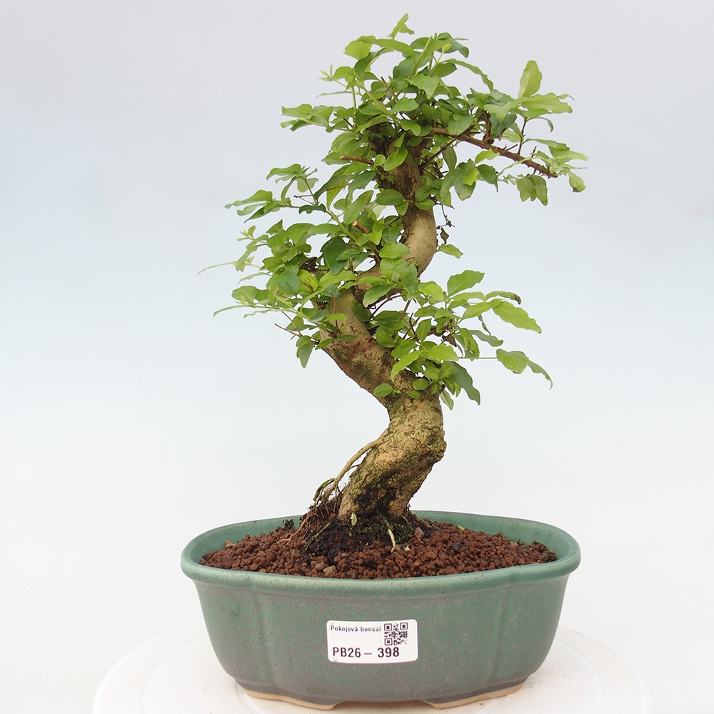 Camera bonsai -Ligustrum chinensis - Becco d'uccello