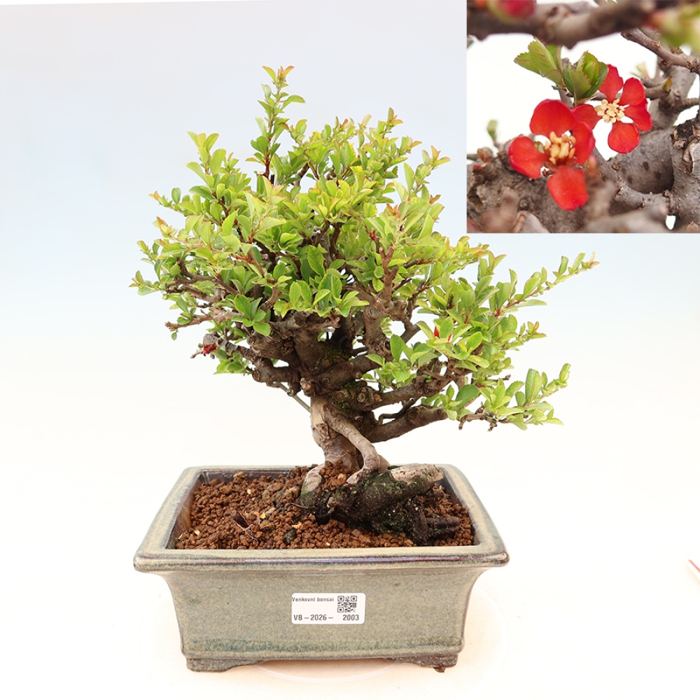 Bonsai da esterno - Chaneomeles speciosa Chojubai