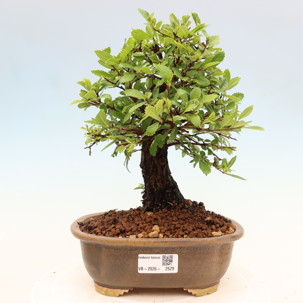 Bonsai da esterno - Zelkova - Zelkova NIRE