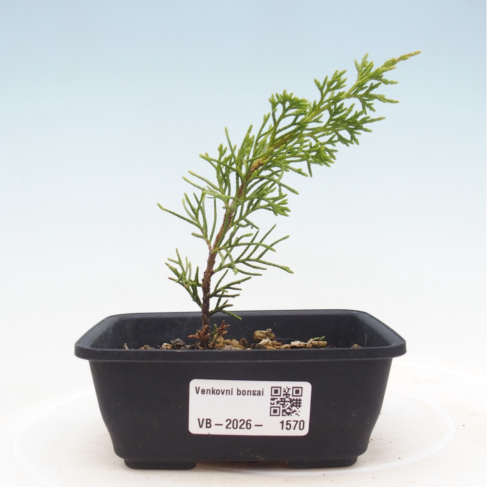 Bonsai da esterno - Juniperus chinensis Itoigawa