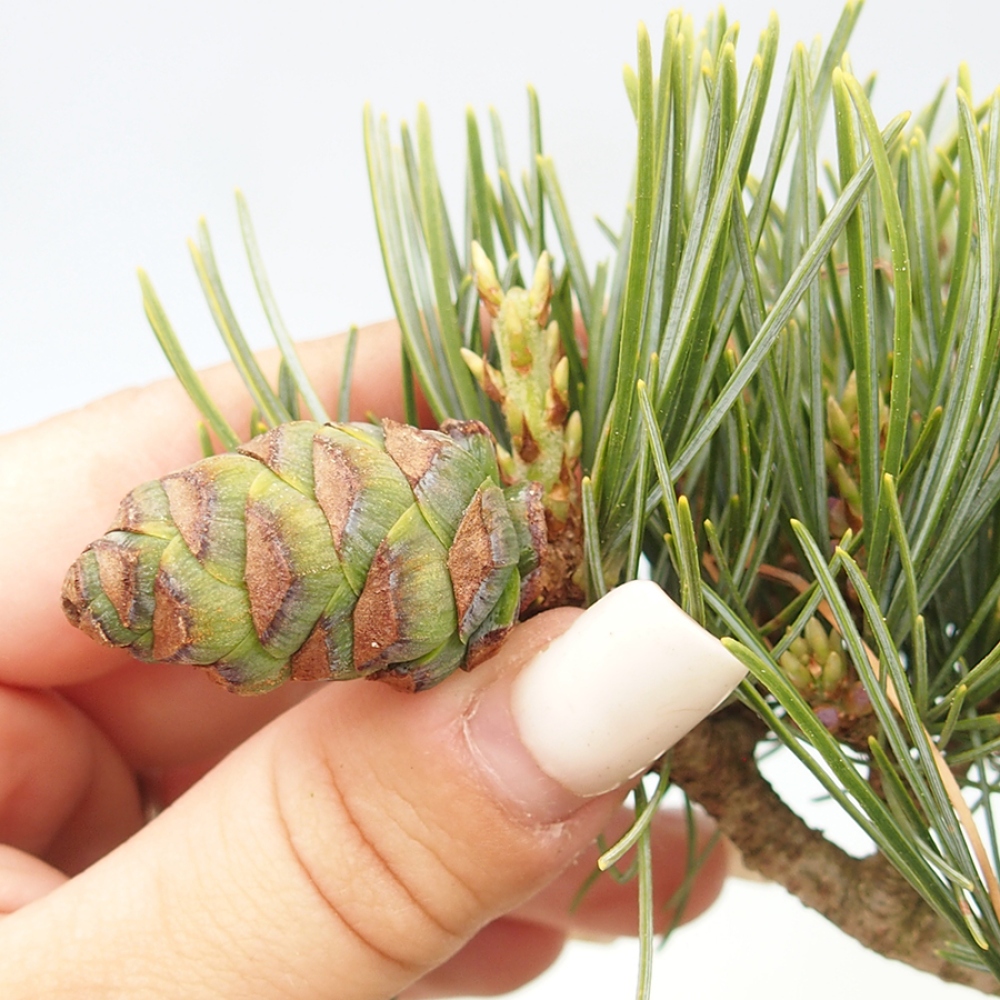 Bonsai da esterno - Pinus parviflora - Pinus parviflora