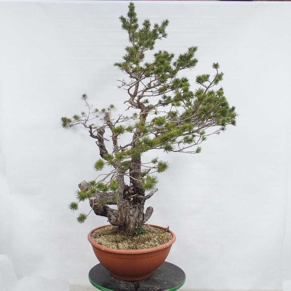 Yamadori - Pinus sylvestris Spagna