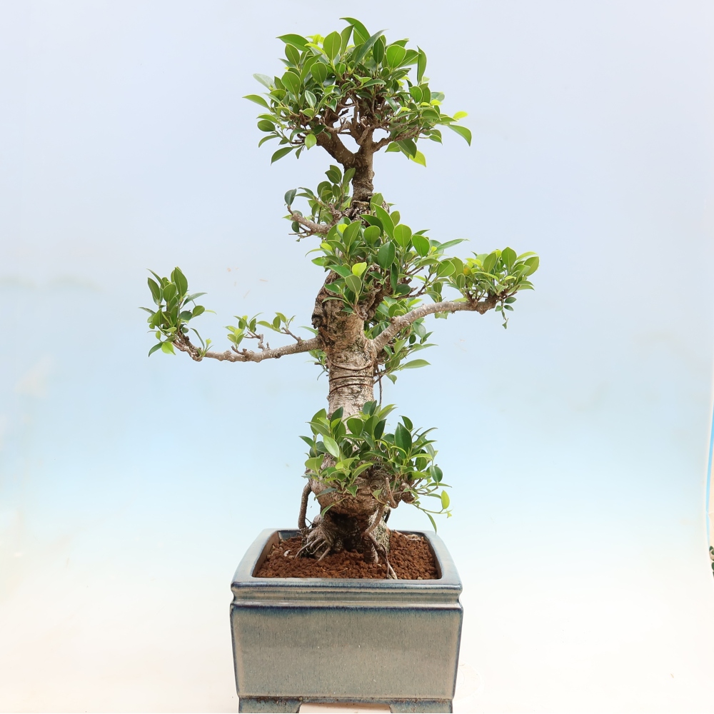 Camera bonsai - Ficus kimmen - ficus a foglie piccole