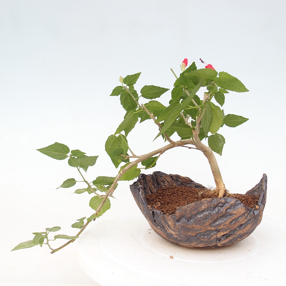 Bonsai da interno - Malvaviscus arboreus