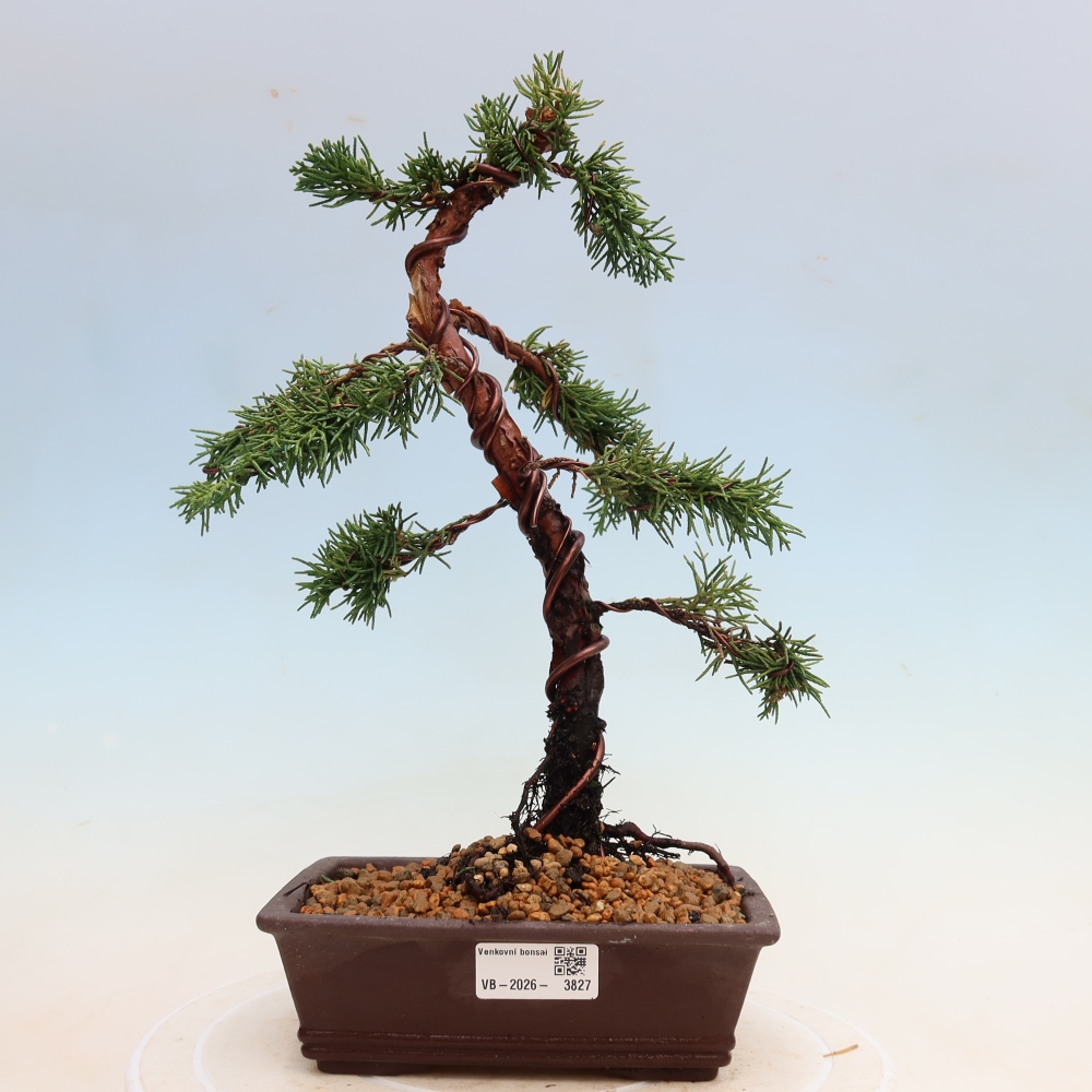 Bonsai da esterno - Juniperus chinensis Kishu