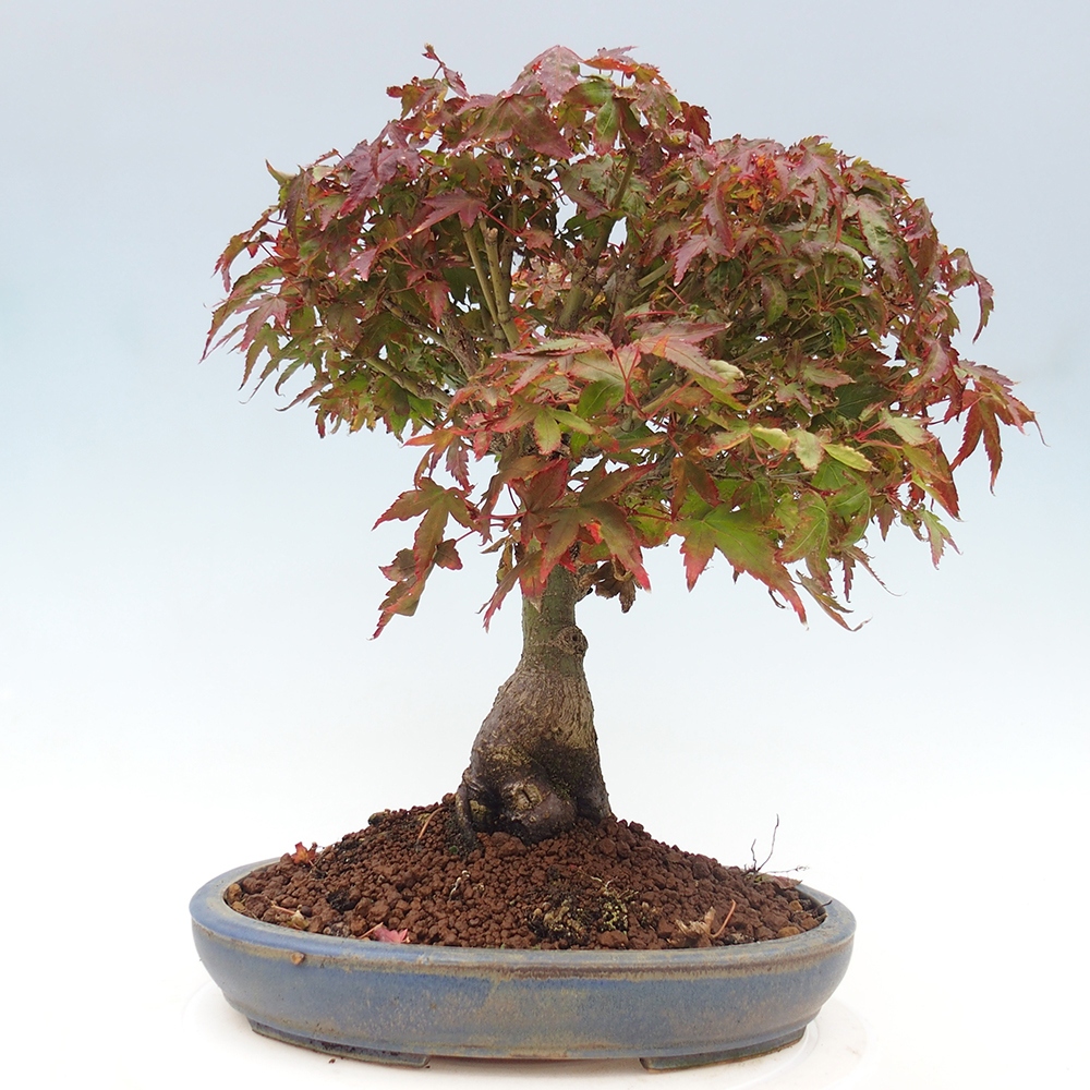 Acer palmatum KIOHIME - Acero palmato
