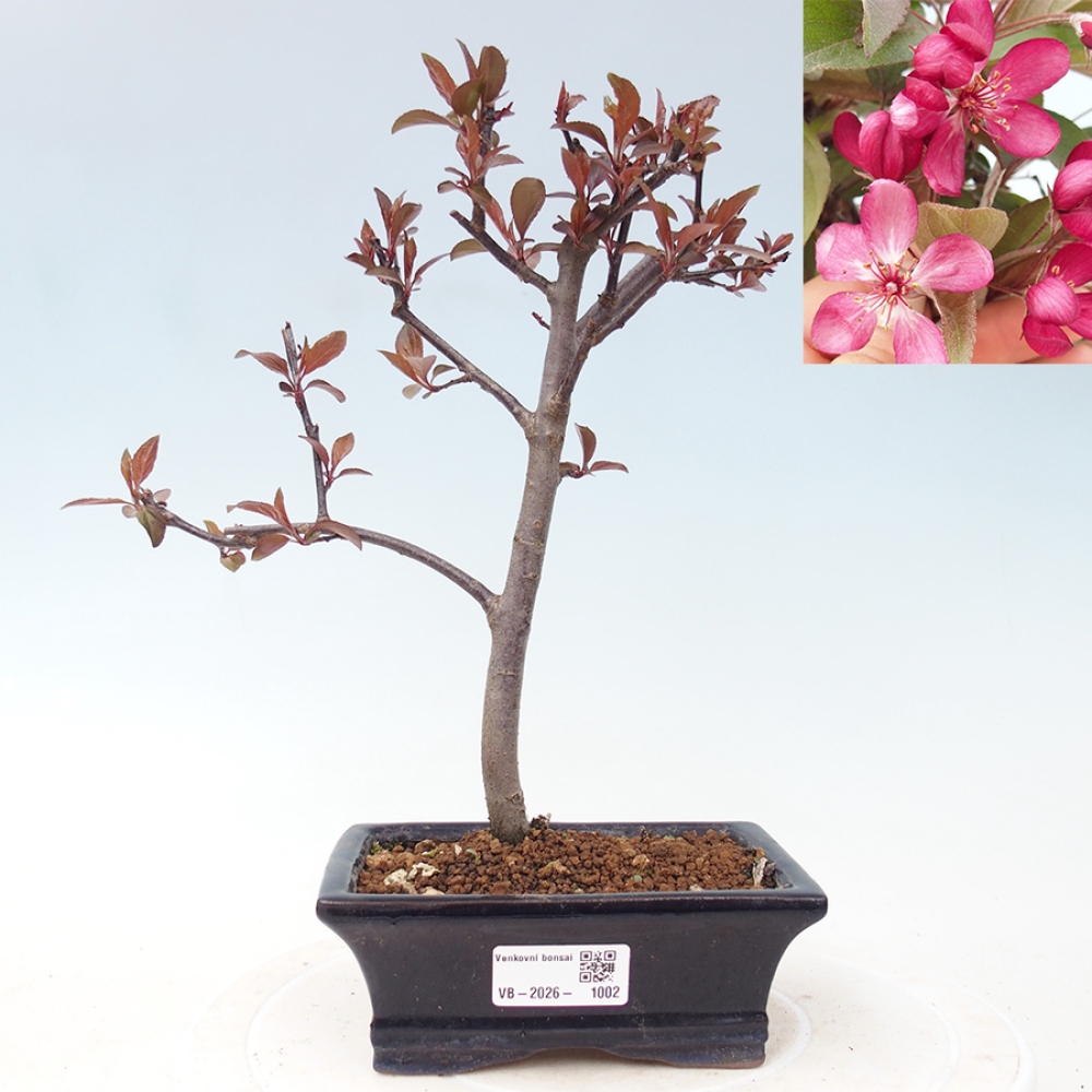 Bonsai da esterno -Malus domestica - Melo a piccoli frutti a foglie rosse