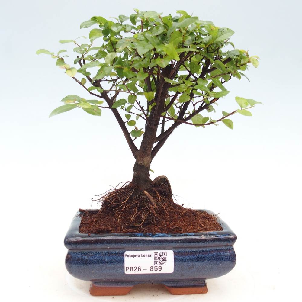 Camera bonsai - Sageretia thea - Sageretia thea