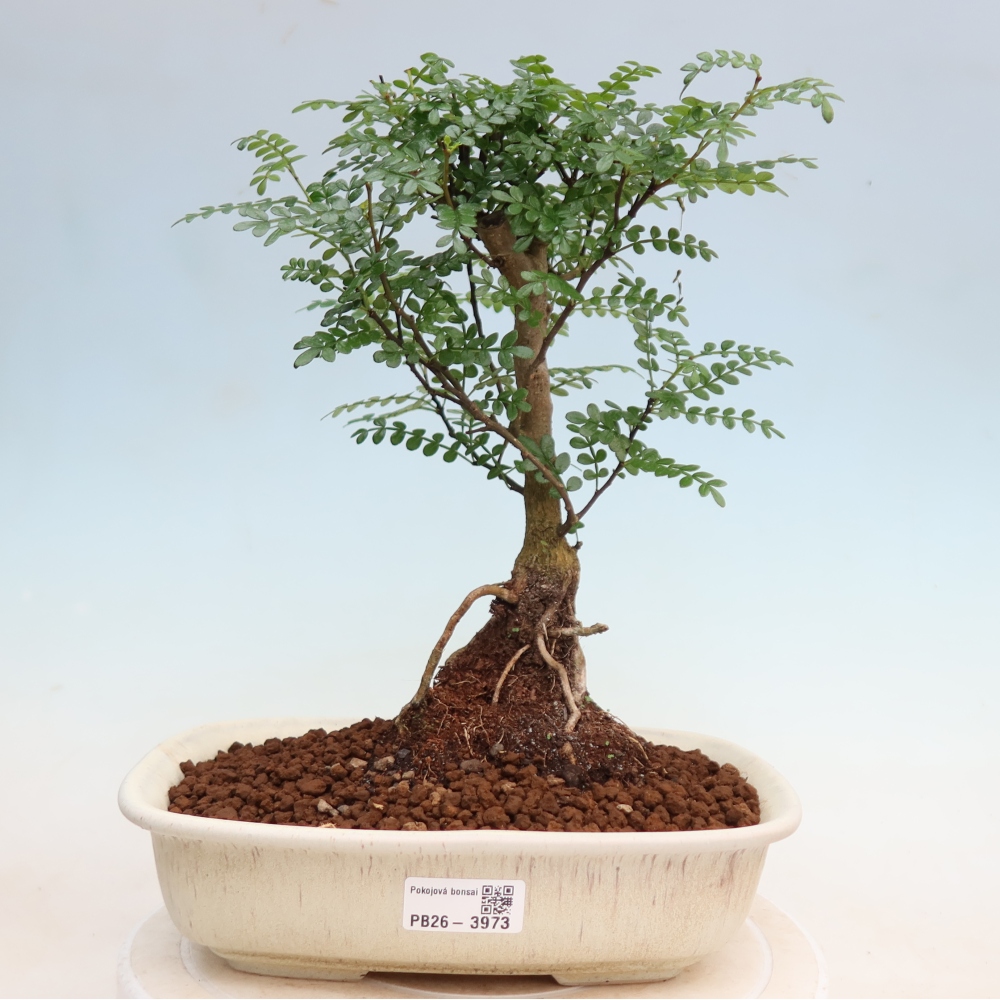 Camera bonsai - Zantoxylum piperitum - albero del pepe