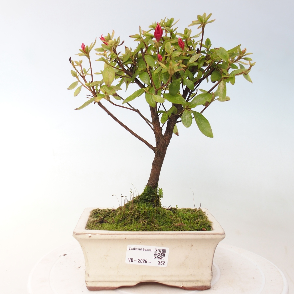Bonsai da esterno - Azalea giapponese - Azalea sp.
