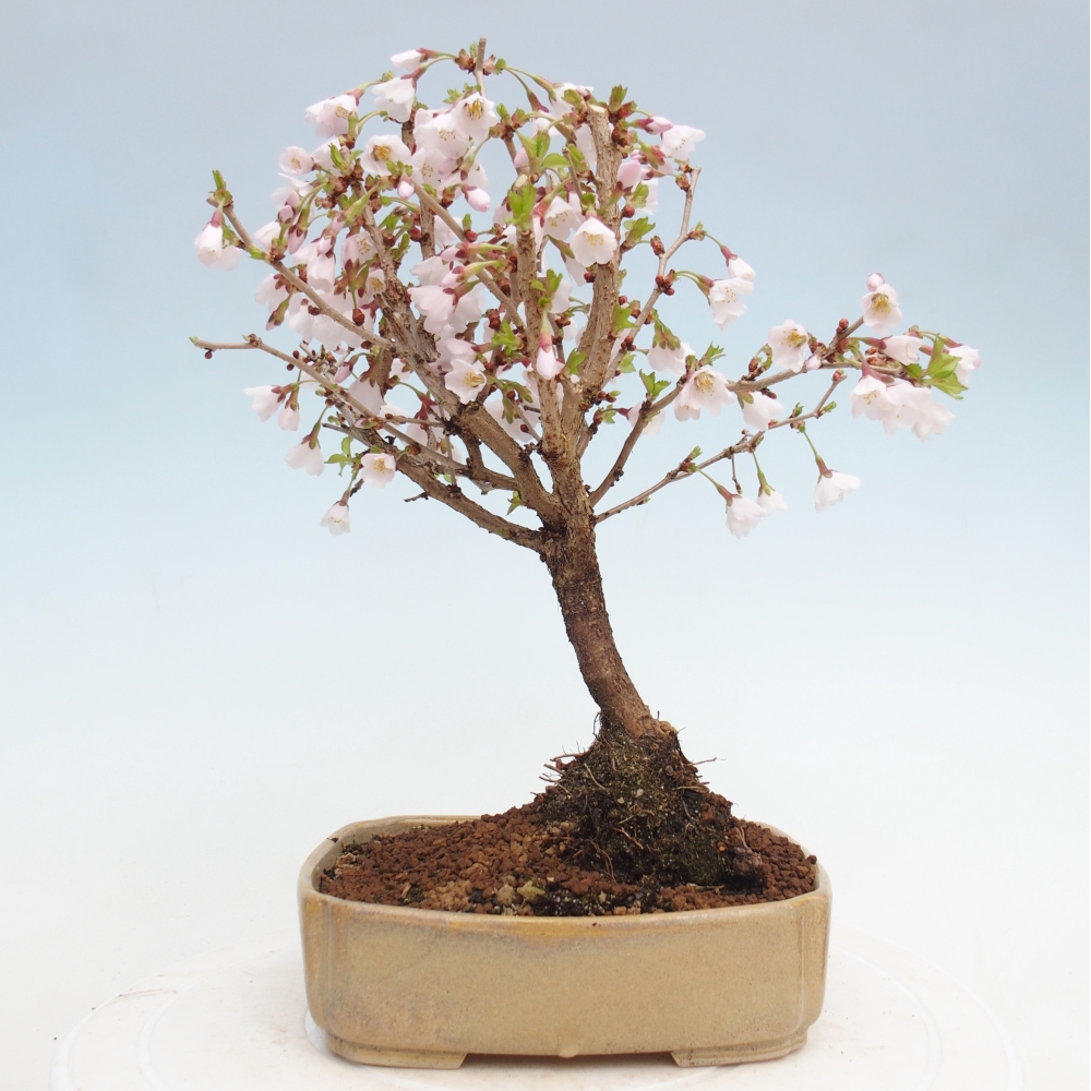 Bonsai da esterno - Prunus incisa Kojou-no mai-Plivon ritagliato