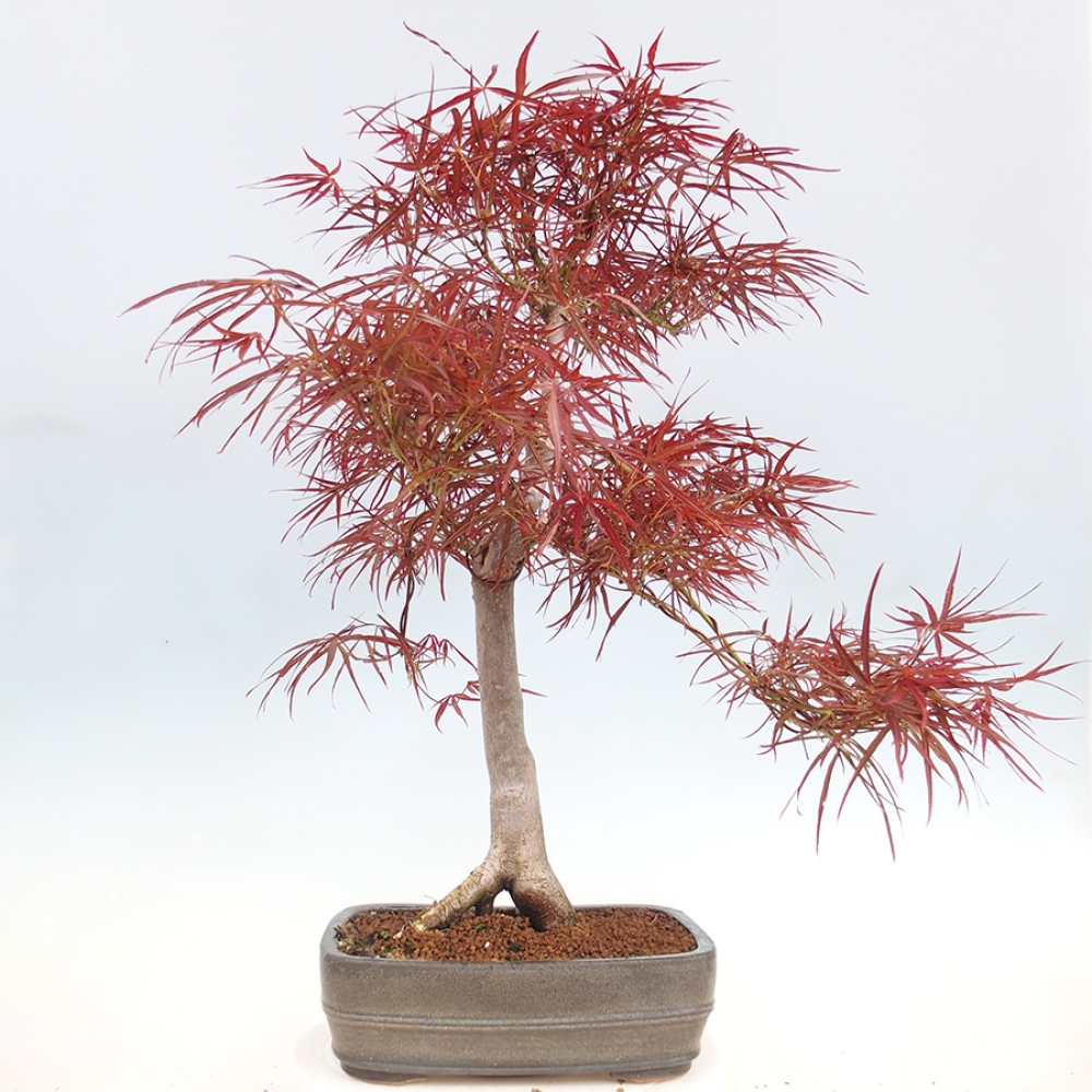 Bonsai da esterno - Acer palmatum RED PYGMY