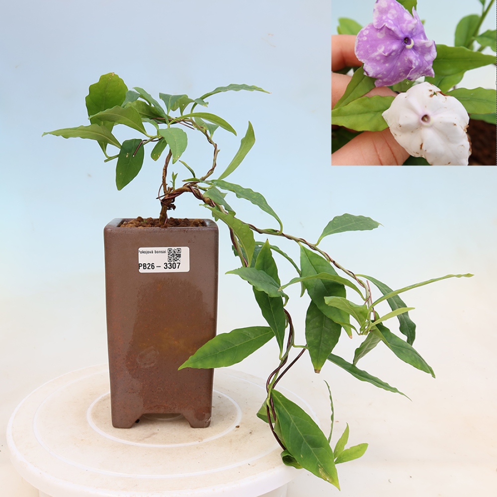 Bonsai da interno - Tanaman melati costa - Brunfelsia