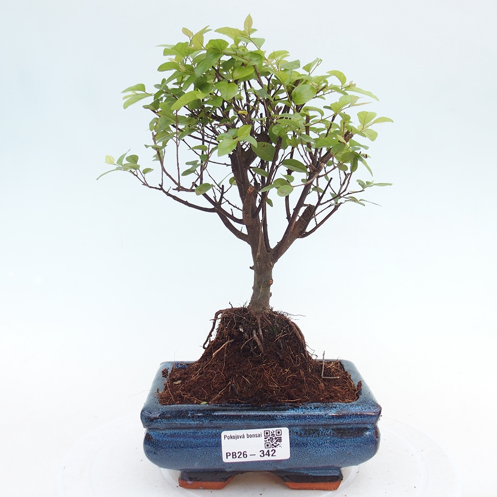 Camera bonsai - Sageretia thea - Sageretia thea