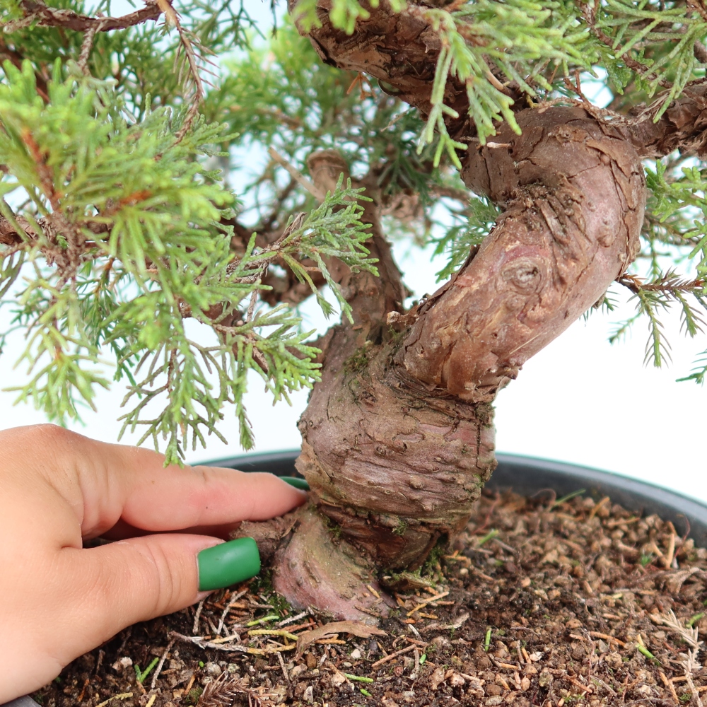 Bonsai da esterno - Juniperus chinensis Itoigawa-Juniperus chinensis