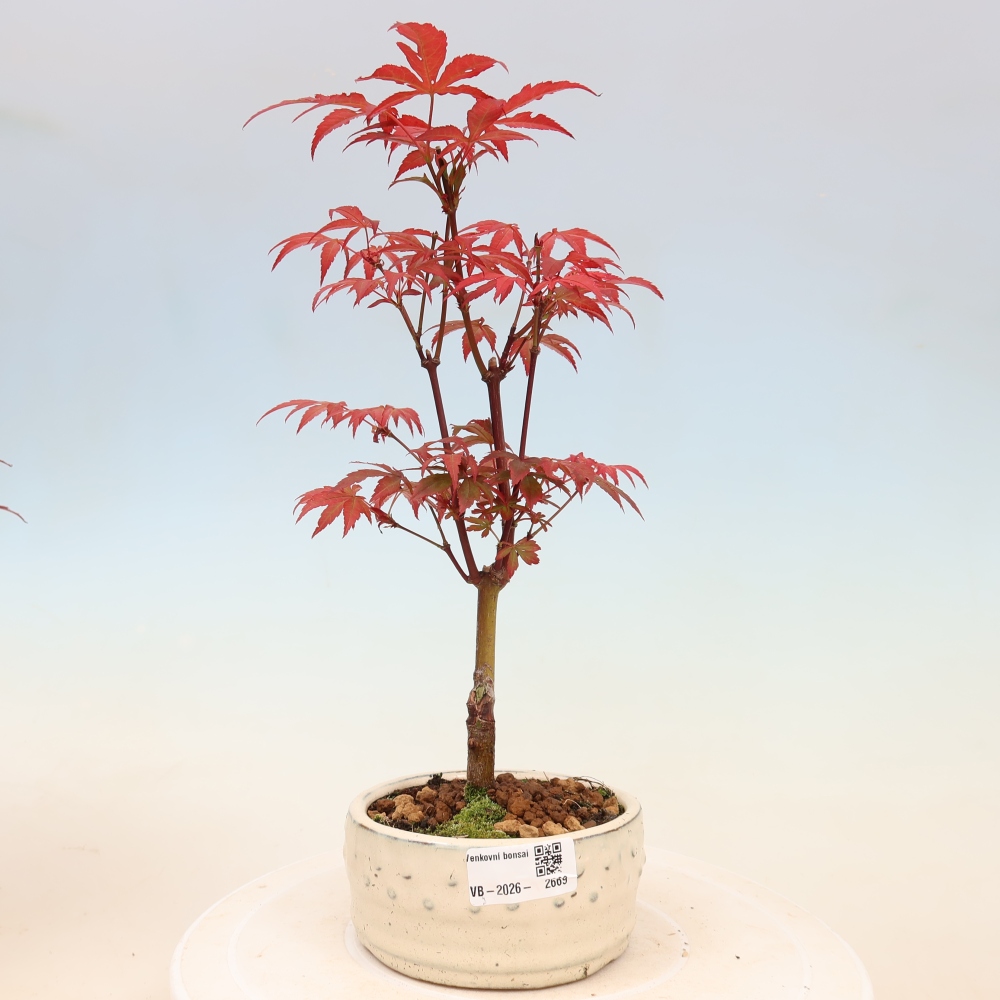 Bonsai da esterno - Palma Acer. Atropurpureum-Javor palmate