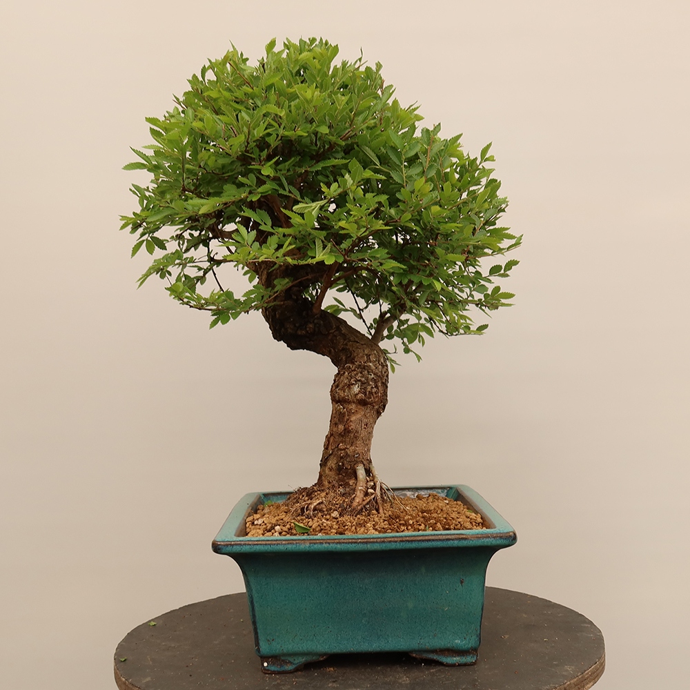 Bonsai da esterno - Zelkova - Zelkova NIRE