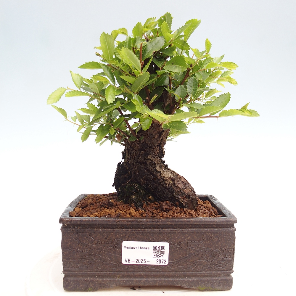 Bonsai da esterno - Zelkova - Zelkova NIRE