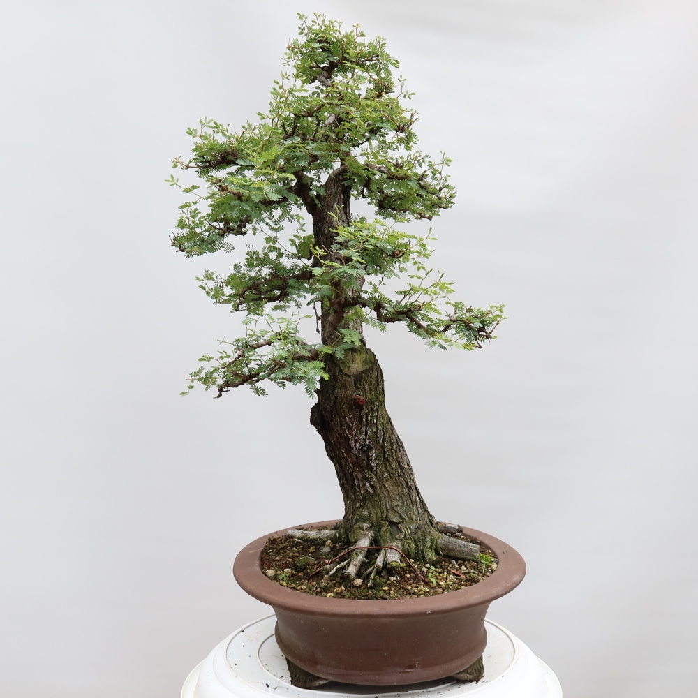 Camera bonsai - Acacias Arabica