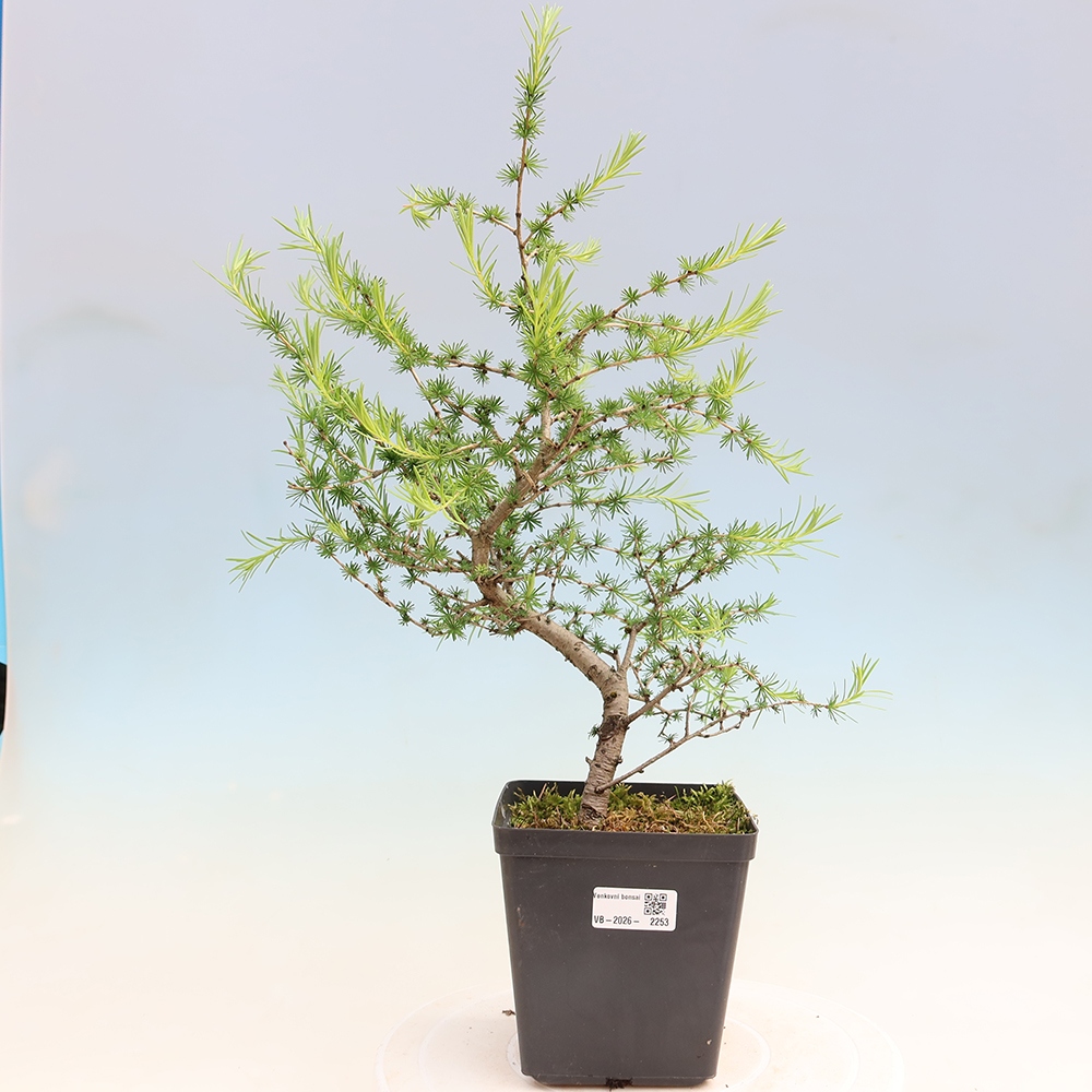 Bonsai da esterno -Larix decidua - Larice