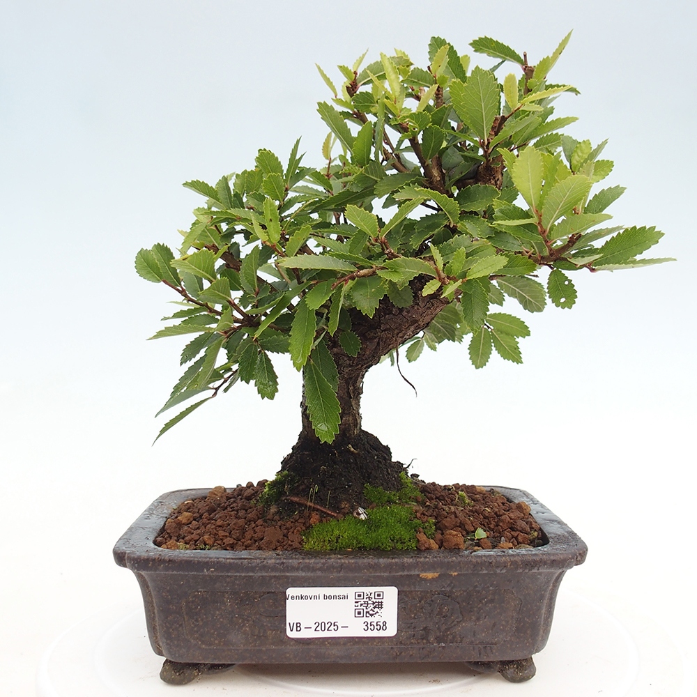 Bonsai da esterno - Zelkova - Zelkova NIRE