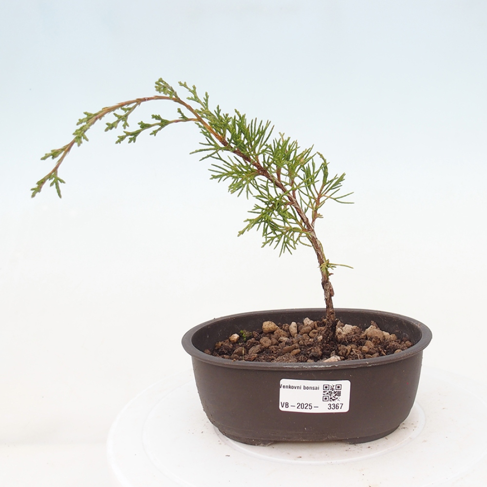 Bonsai da esterno - Juniperus chinensis Itoigawa