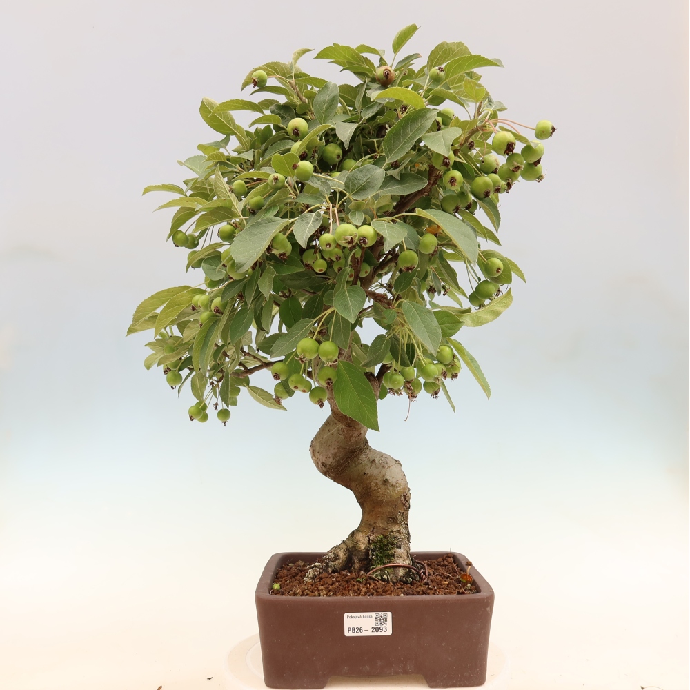 Bonsai da esterno -Malus halliana - Melo a frutto piccolo