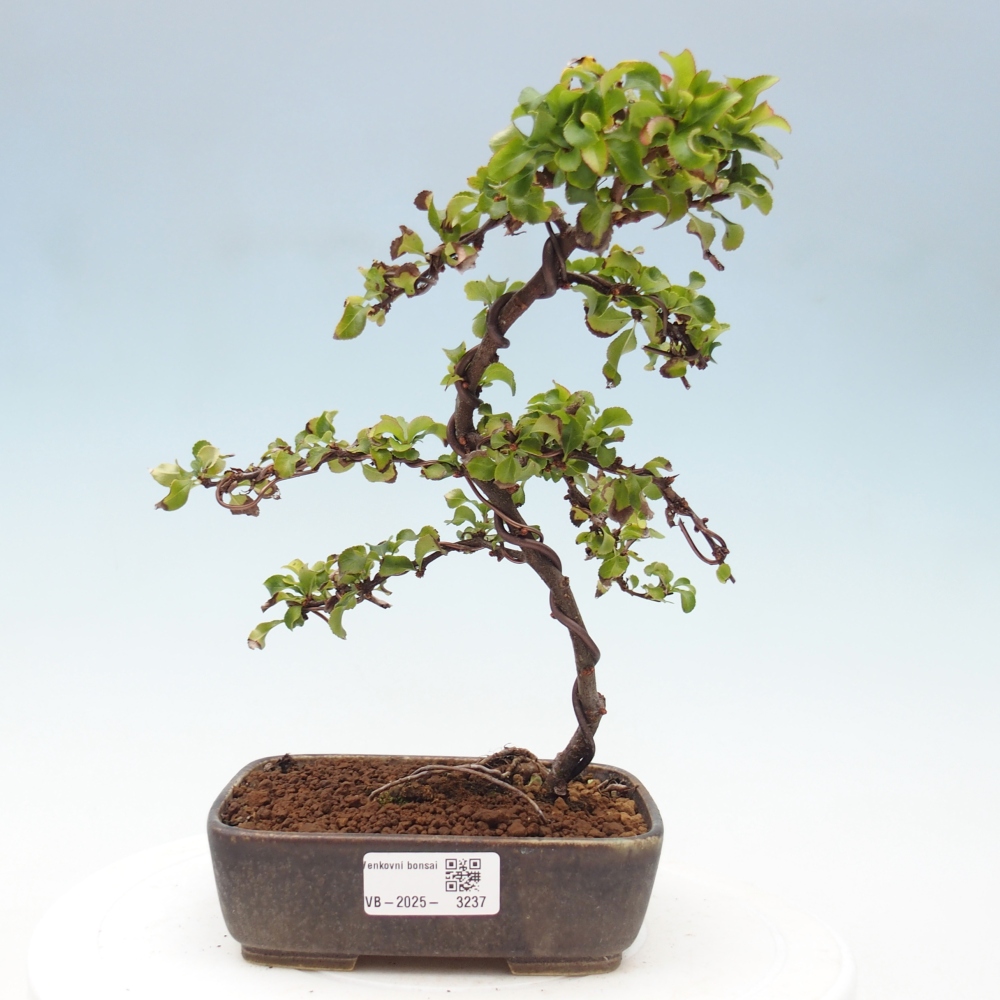 Bonsai da esterno - Chaneomeles s. Red Joy - Cotogno