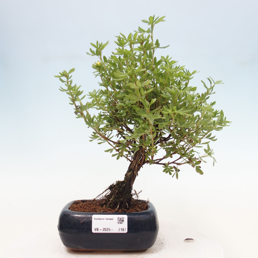 Bonsai da esterno - Potentila fruticosa yellow Bird