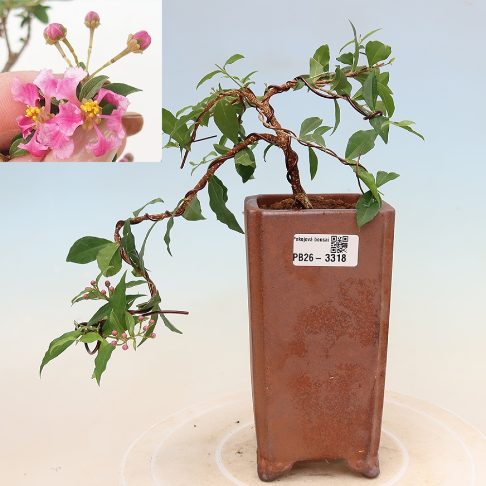 Bonsai da interno - Malpighia delle Barbados - Malpighia glabra 