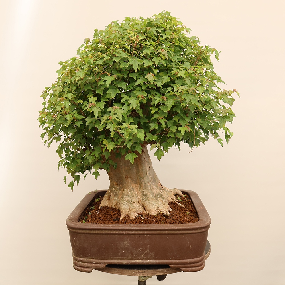 Bonsai da esterno - Acero Burger - Acer Burgerianum