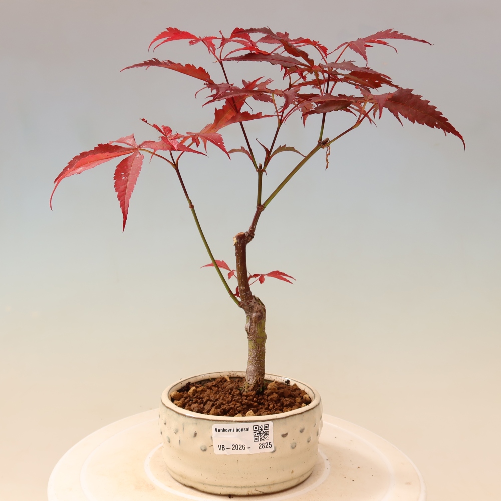 Bonsai da esterno - Palma Acer. Atropurpureum-Javor palmate