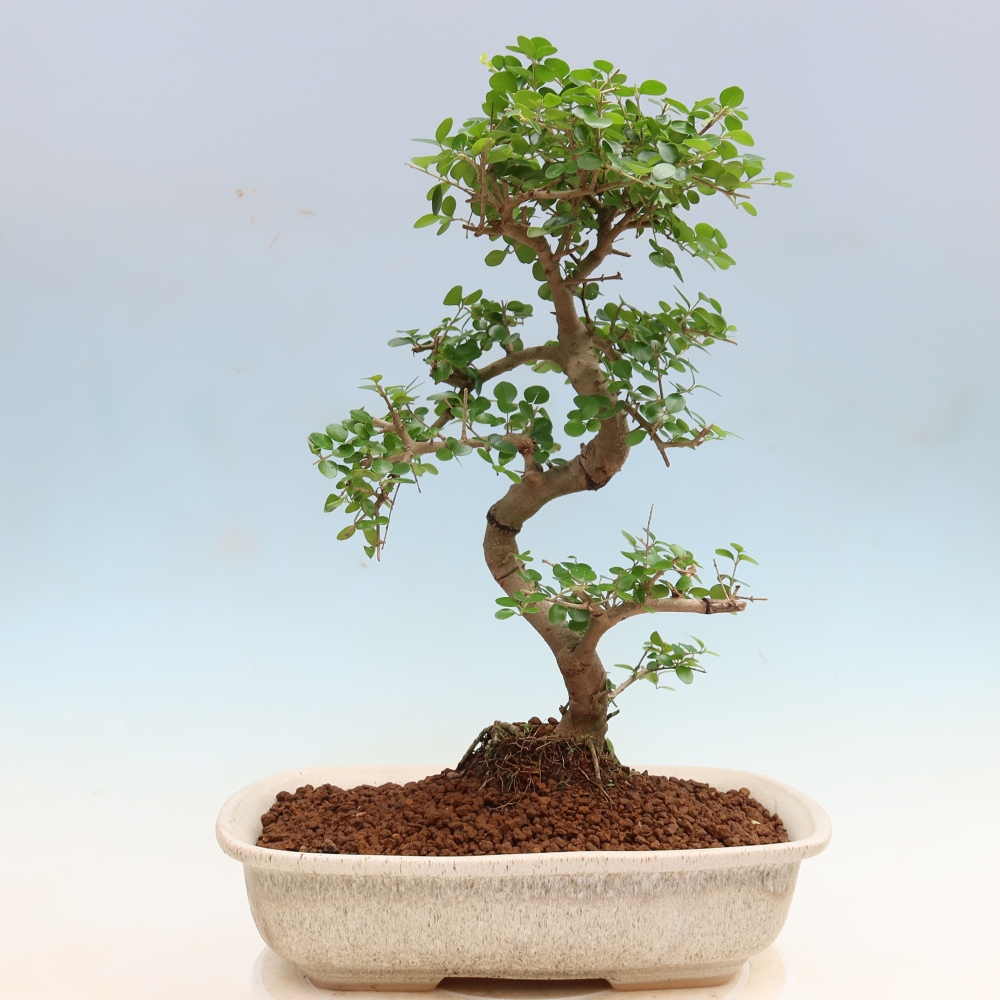 Camera bonsai -Ligustrum retusa - becco d'uccello a foglie piccole