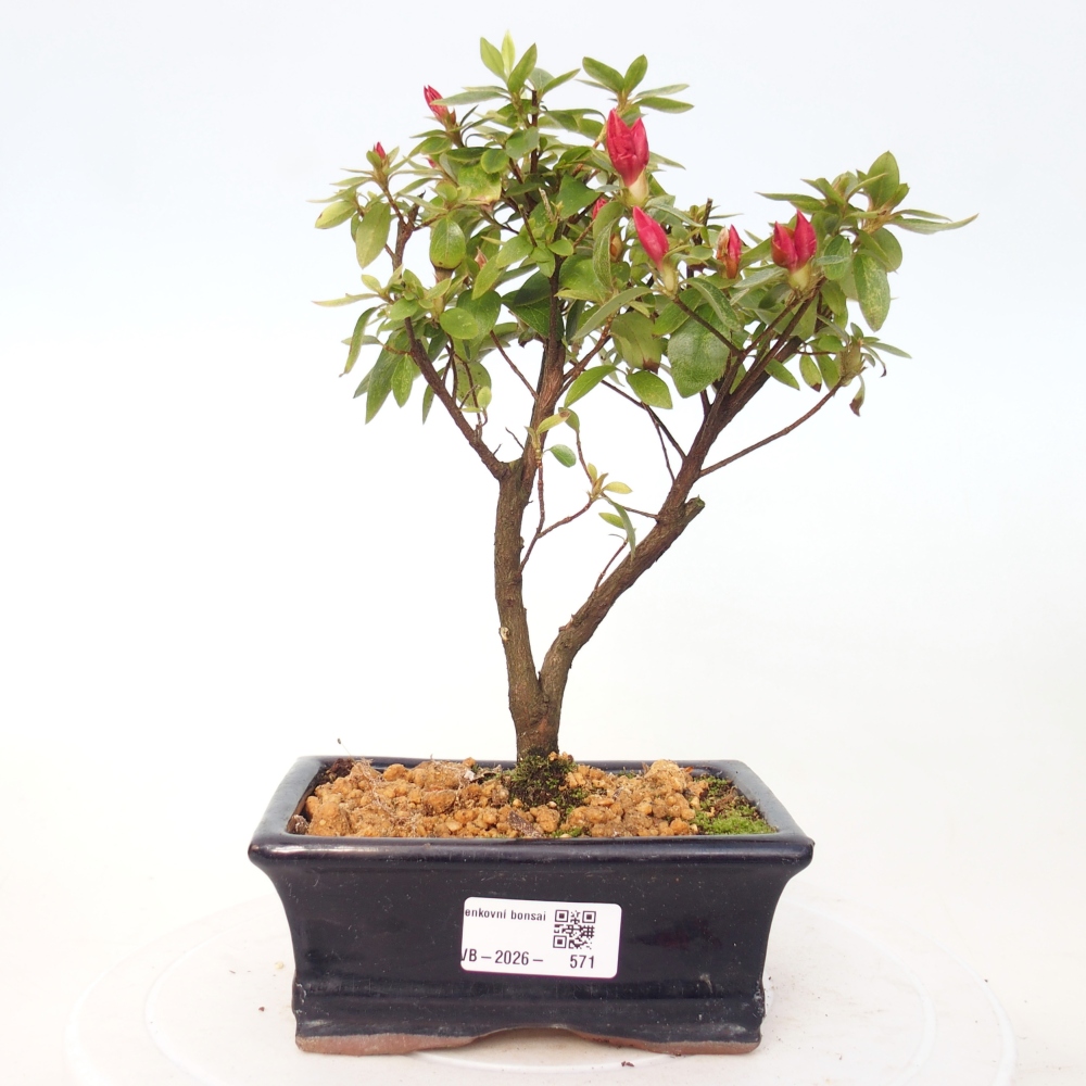 Bonsai da esterno - Azalea giapponese - Azalea sp.