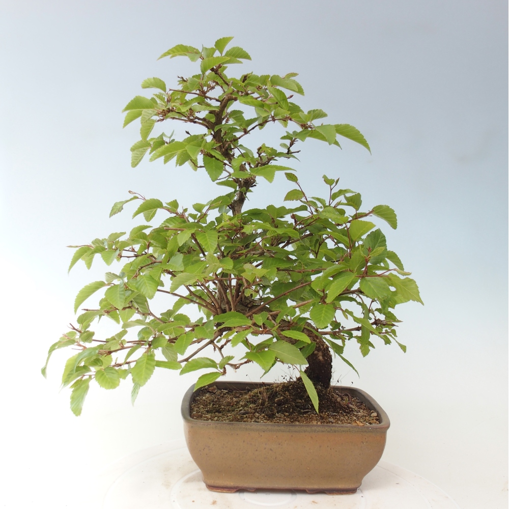 Bonsai da esterno -Carpinus CARPINOIDES - Carpino coreano