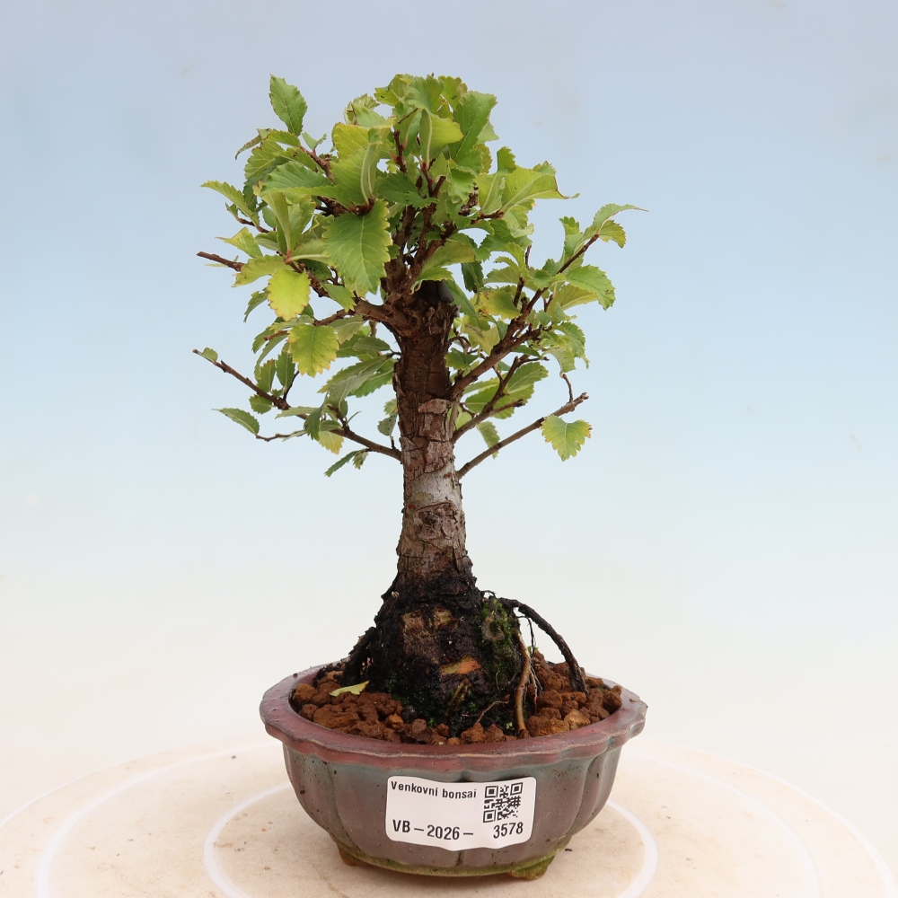 Bonsai da esterno - Zelkova - Zelkova NIRE