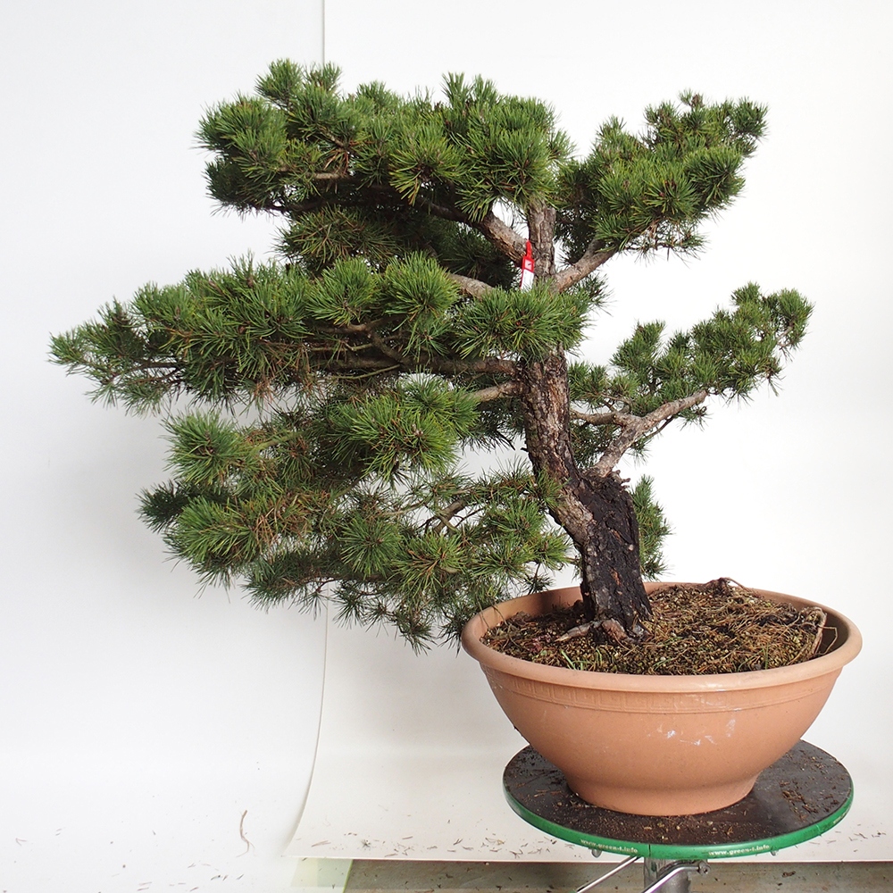 Yamadori - Pinus sylvestris Spagna