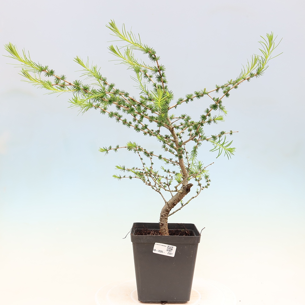 Bonsai da esterno -Larix decidua - Larice