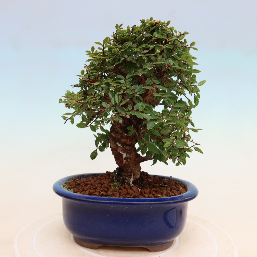 Bonsai da esterno - Zelkova - Zelkova NIRE