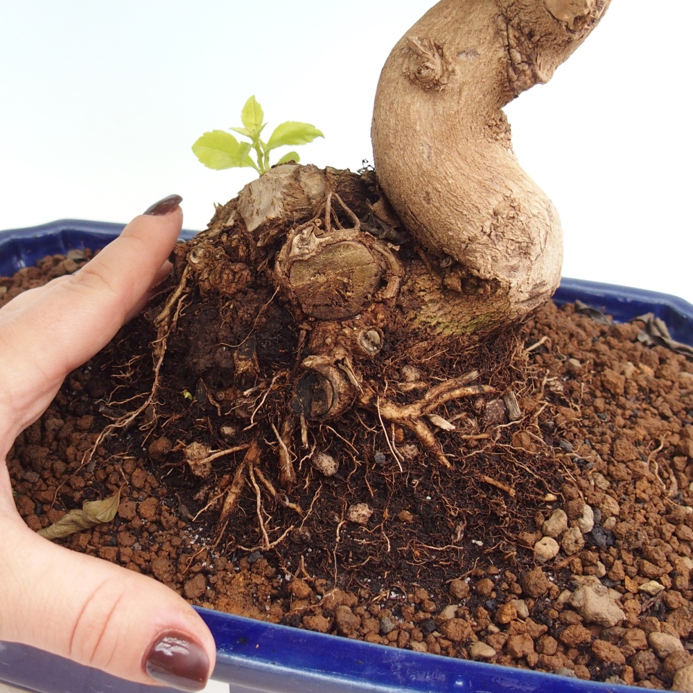Camera bonsai - Duranta erecta Aurea