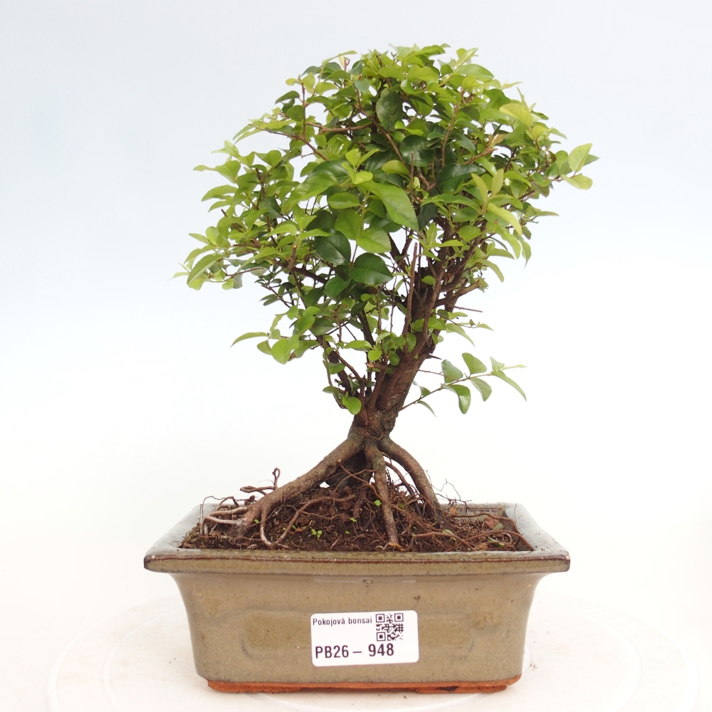 Camera bonsai - Sageretia thea - Sageretia thea