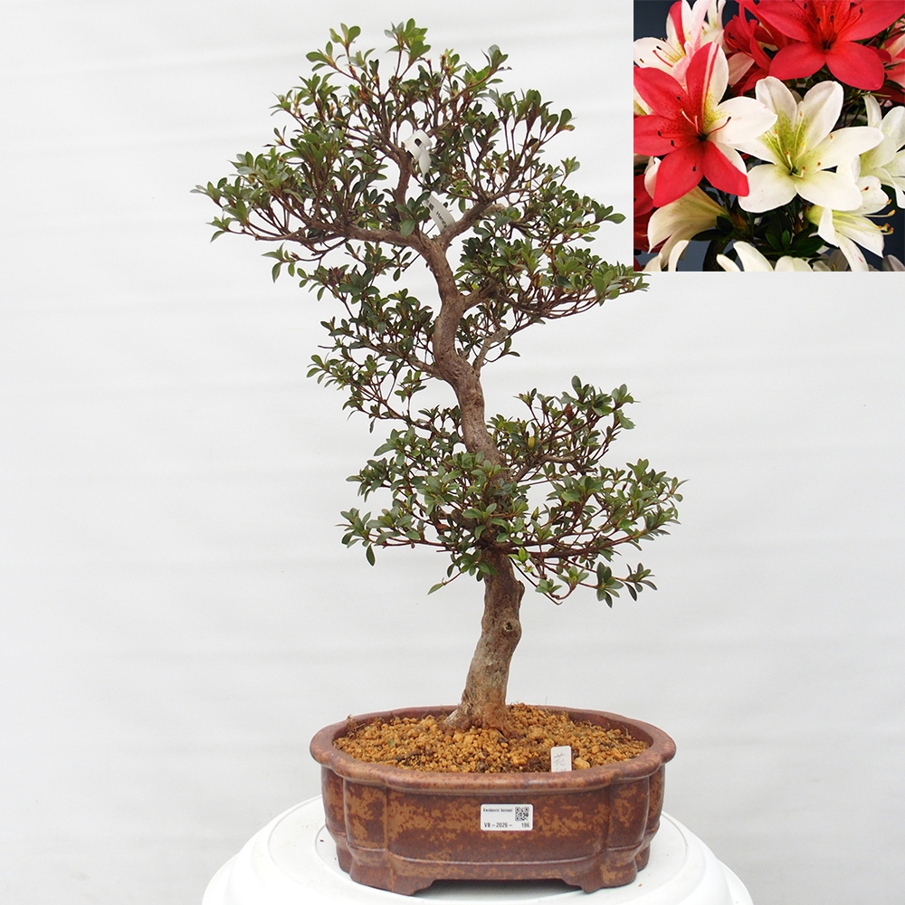 Bonsai da esterno - Azalea giapponese - Azalea Hanatsuzuri