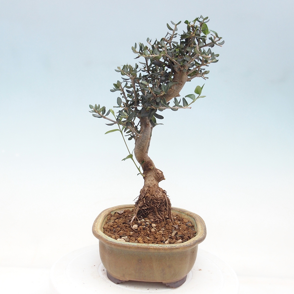 Bonsai da interno - Olea europaea sylvestris