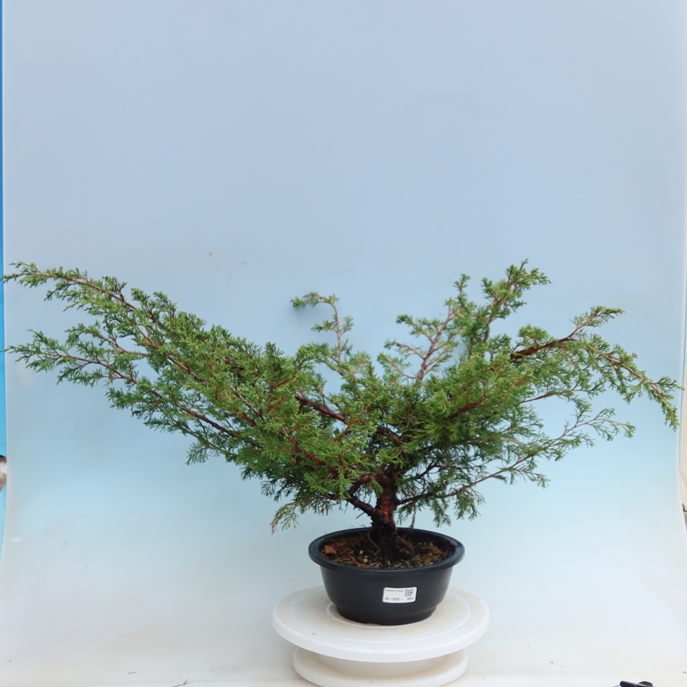 Bonsai da esterno - Juniperus chinensis Itoigawa - Ginepro cinese