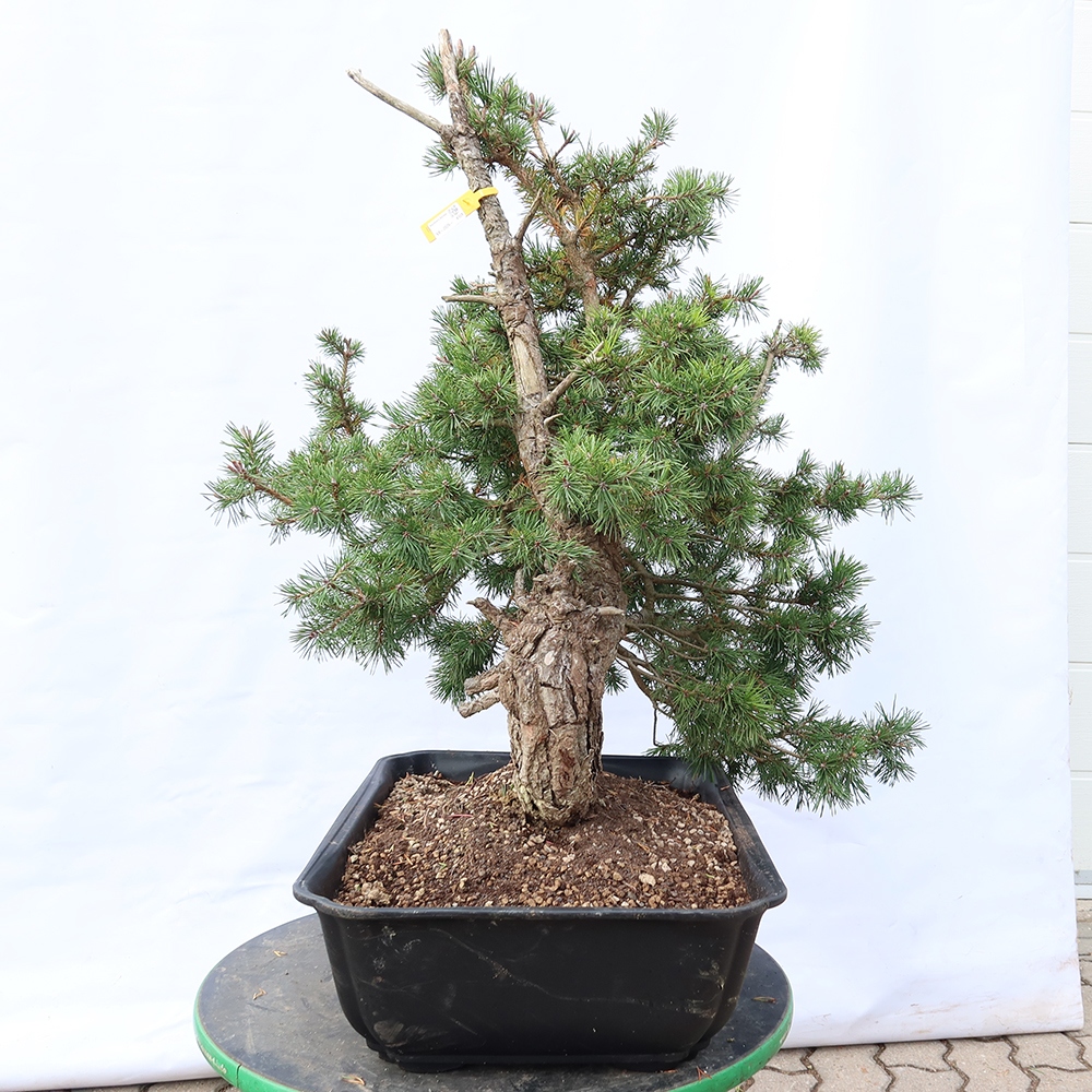 Pinus sylvestris Spagna - pino silvestre