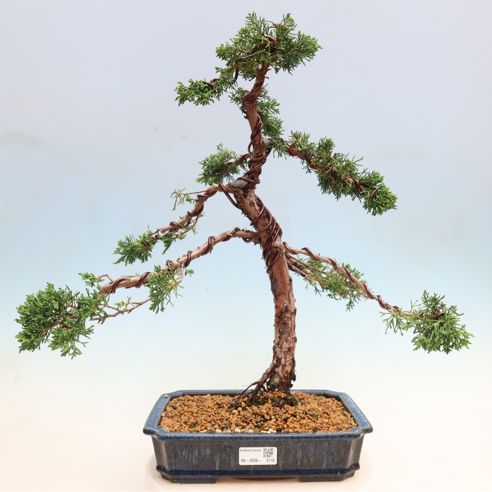 Bonsai da esterno - Juniperus chinensis Kishu