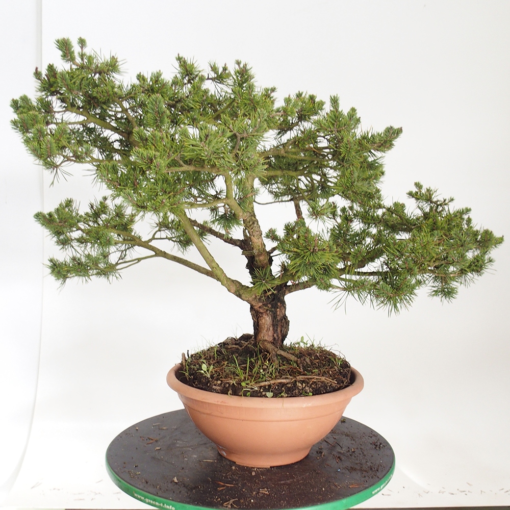 Yamadori - Pinus sylvestris Spagna