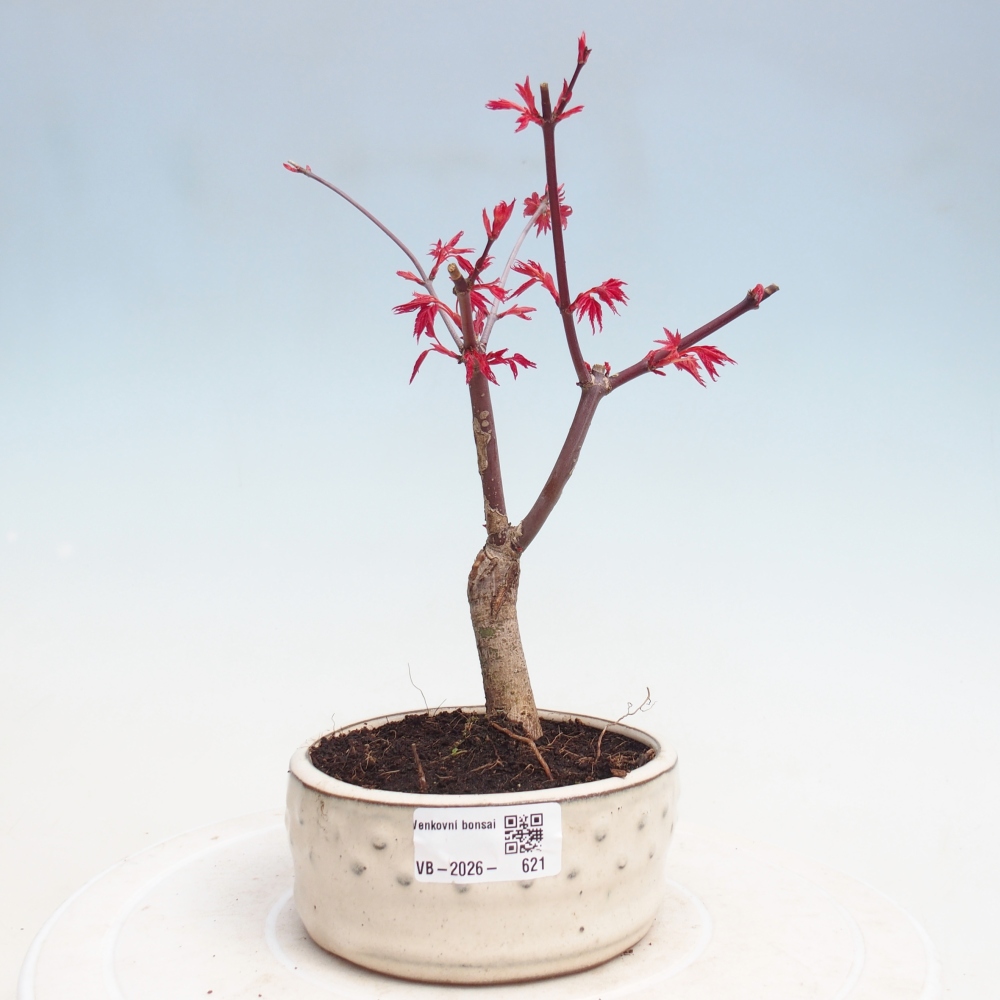Bonsai da esterno - Acer palmatum DESHOJO