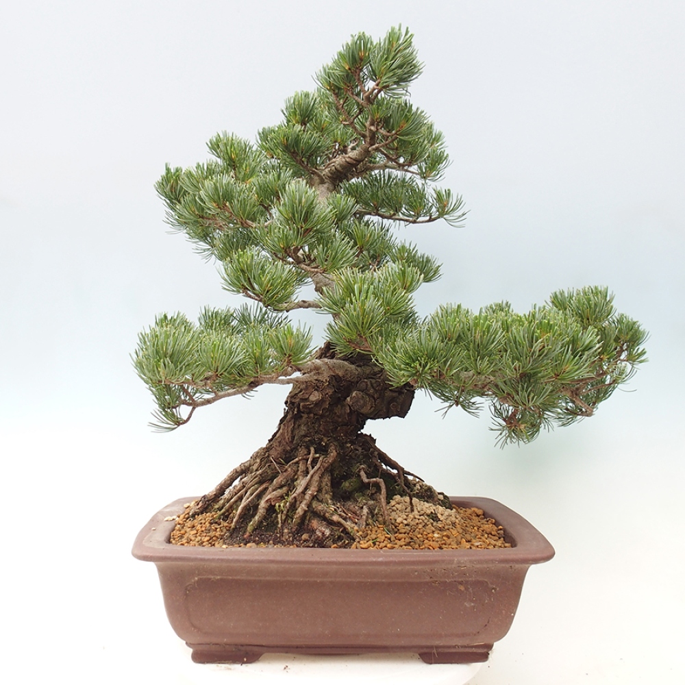 Bonsai da esterno - Pinus parviflora - Pinus parviflora